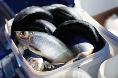 Рыбные блюда народов России представят на Дне селедки в Калининграде