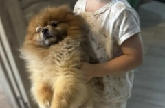 Обязательная регистрация домашних собак введена с этого года в Тульской области