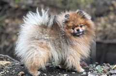 Собака шпиц: достоинства и недостатки породы, характер и сколько стоят щенки