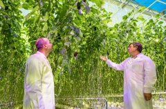 Тепличный комплекс по выращиванию баклажанов стоимостью 3 млрд руб. открыт в Рязанской области