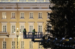 Вековую 30-метровую ель выбрали для Дворцовой площади Петербурга