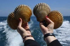 Гребешки: как правильно выбрать и есть, польза и вред морского деликатеса