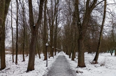 Серия циклонов с Атлантики сделает новгородский декабрь значительно теплее обычного