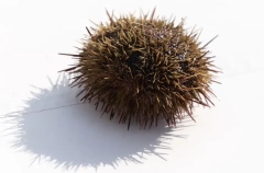 Шесть жителей Приморья стали фигурантами дела о контрабанде морского ежа на 107 млн рублей