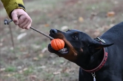 Мурманский суд первым в РФ вынес приговор по делу о последствиях самовыгула собаки
