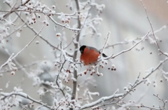Снегирь: что за птица, чем кормить? Легенда о птичке и ее празднике в России