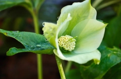 Краснокнижные первоцветы распустились в Сочи