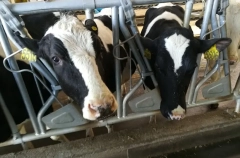 Ветеринары обследуют коров в Свердловской области из-за случая пастереллеза