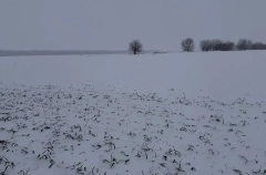 ОБЗОР: Снегопады изрядно "промочили" озимые поля на юге РФ и улучшили виды на урожай