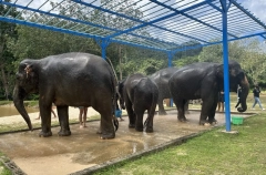 Посольство РФ на Шри-Ланке предостерегло туристов от кормления слонов