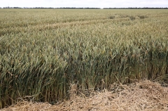 Аграрии северных районов Краснодарского края оптимизируют структуру посевных площадей