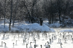 Рекордное количество прилетевших на зимовку лебедей насчитали в Алтайском крае