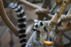 Калининградский зоопарк готовится к морозам