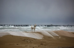 Попова: пляжи Анапы для отдыха пока открывать нельзя