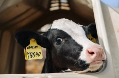 Агрохолдинг "Степь" в 2025г увеличил производство молока на 21%