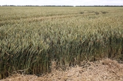 Кубань в 2026г направит более 80 млн руб. на создание перспективных гибридов яровых культур