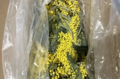 Абхазия поставила в Россию первые в 2026г партии мимозы - таможня