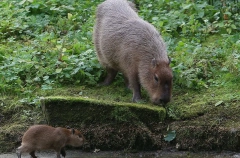Четыре животных-старожила умерли в Калининградском зоопарке