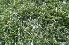 Озимые на Кубани на фоне хорошей погоды в фазе кущения, наблюдаются переросшие посевы