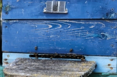 Севастополь в 2026г увеличит господдержку пчеловодства на 50%