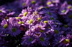 Россельхознадзор запретил ввоз в Хабаровский край почти 64 тыс. зараженных цветов из КНР