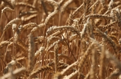 НЗТ в 2025г снизил экспорт зерна на 24%, удвоил отгрузку мелассы и жирных кислот