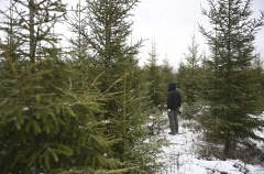 Модернизация 7 лесных питомников запланирована в 2026г в ДФО - Минприроды