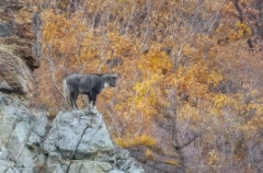 Первое за 50 лет комплексное исследование амурского горала пройдет в Приморье