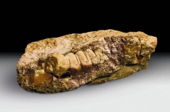 Янтарь в форме личинки древнего жука нашли в Калининградской области