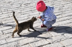 Кошки: лучшие породы для семей с детьми