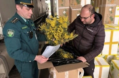 Абхазия в сезоне 2026г планирует сохранить поставки мимозы в РФ на уровне прошлого года - таможня