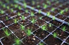 Леса на площади 1,3 тыс. га высадят в Ростовской области в 2026 году