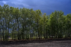 Ростовская область до 2030г восстановит 400 га лесополос на востоке для борьбы с опустыниванием