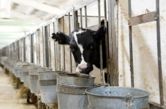 Все потерявшие скот из-за пастереллеза жители Новосибирской области получили компенсации за март