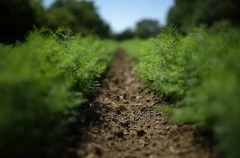 Бурятия сократит посевы зерновых, в 6 раз увеличит площадь под лекарственными травами