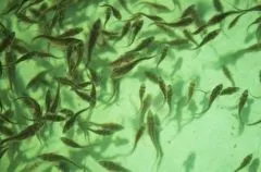 Порядка 60 тыс. толстолобиков, карпов и белого амура выпустили в пруды в Ингушетии