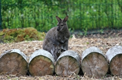 Бэби-бум в семействе кенгуру произошел в Белгородском зоопарке