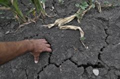 Засуха стала причиной гибели 13% посевов в Оренбуржье