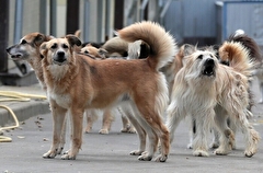 Прокуратура проводит проверку из-за нападений бездомных собак на детей в сахалинском Шахтерске