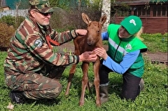 Новорожденного лосенка-сироту спасли в Нижегородской области