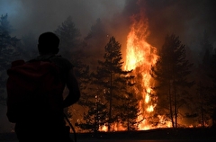 Рослесхоз: виновникам лесных пожаров выписали более 2 тыс. штрафов