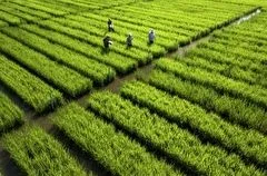 Дефицита риса в РФ из-за аварии на гидроузле в Краснодарском крае не ожидается - эксперт