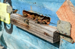 Массовая гибель пчел зафиксирована в 14 районах Алтайского края - Россельхознадзор