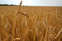 Челябинская область в 2022г рассчитывает удвоить урожай зерна
