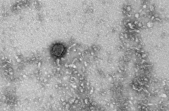 Коронавирус SARS-CoV-2 имел все возможности сформироваться в природе - эксперт