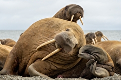 Российские ученые впервые обследовали лежбища малоизученных моржей моря Лаптевых