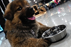Котов и собак мобилизованных жителей Ямала бесплатно примут приюты для бездомных животных