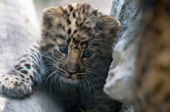 Котенок дальневосточного леопарда попал в фотоловушку