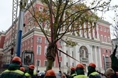 Более 5 тыс. крупных деревьев высадят вдоль главных магистралей Москвы до конца года