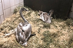 Лебедей с врожденным пороком крыльев спасли в Удмуртии